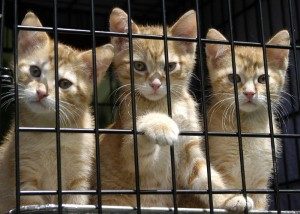 Shelter Kittens